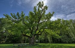 1000-jährige Eiche, Bad Blumau